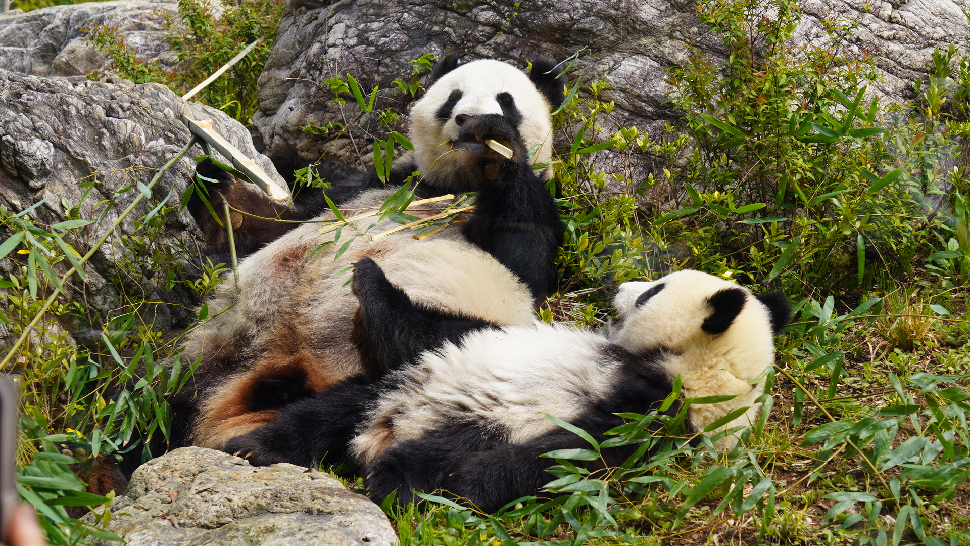 上野動物園のパンダ　撮影：山本直人